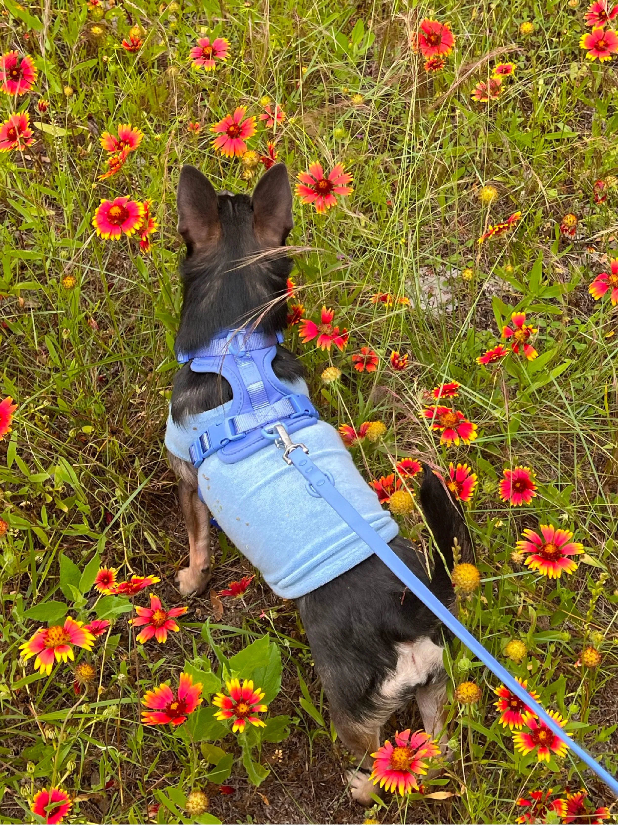 ADEDAS Sleeveless Shirt - Blue